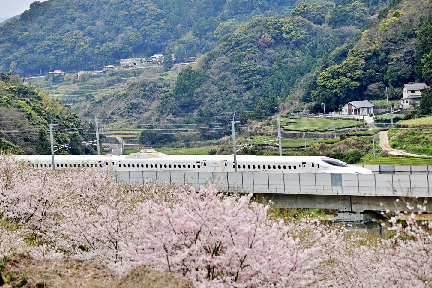 2026 Cherry Blossoms in Japan: Best Season and Travel Tips by Shinkansen